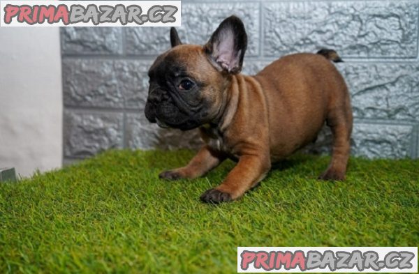 Francouzský buldoček Francouzský buldoček