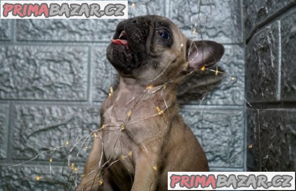 Francouzský buldoček Francouzský buldoček