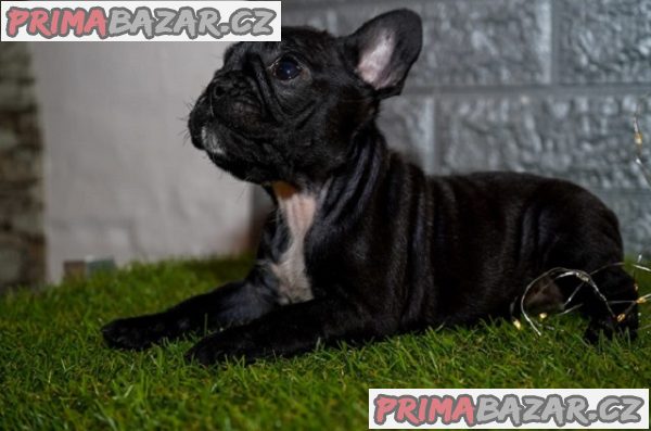 Francouzský buldoček Francouzský buldoček