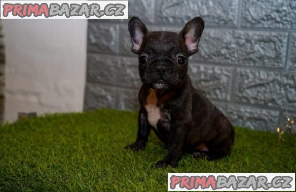Francouzský buldoček Francouzský buldoček