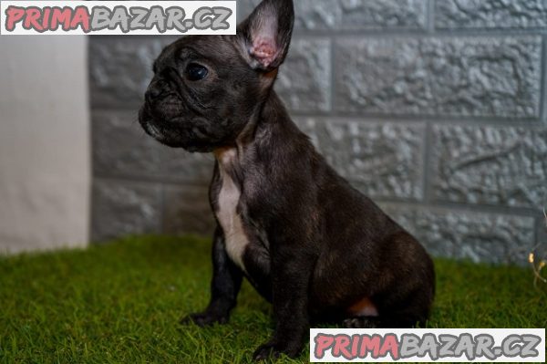 Francouzský buldoček Francouzský buldoček