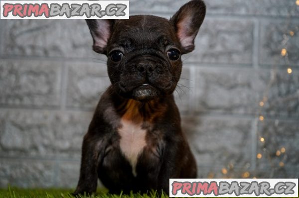 Francouzský buldoček Francouzský buldoček