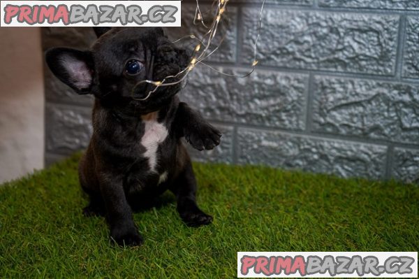 Francouzský buldoček Francouzský buldoček