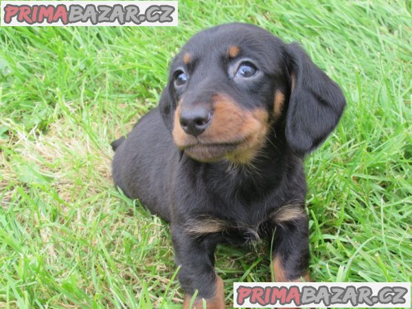 Ahoj všichni, máme štěňata jezevčíka k adopci.