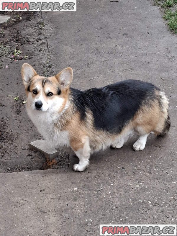 Pembroke Welsh Corgi