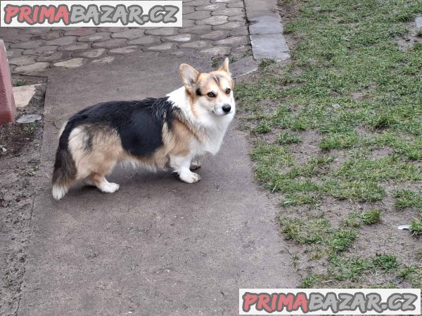 Pembroke Welsh Corgi