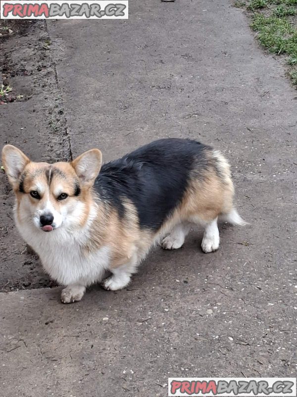 Pembroke Welsh Corgi