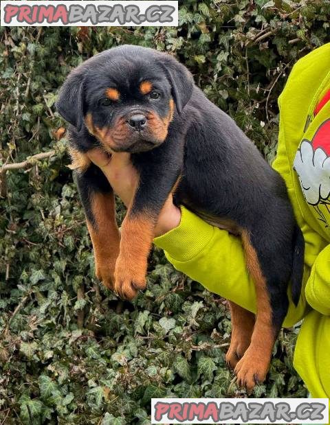 Štěňata rotvajlera
