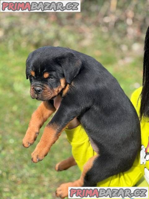 Štěňata rotvajlera