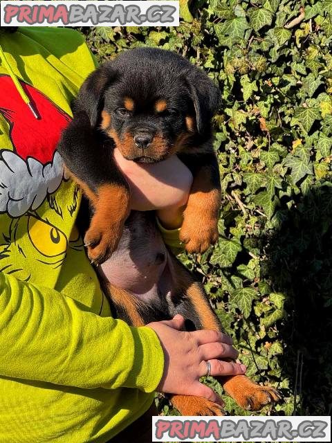 Štěňata rotvajlera