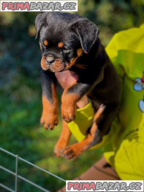 Štěňata rotvajlera