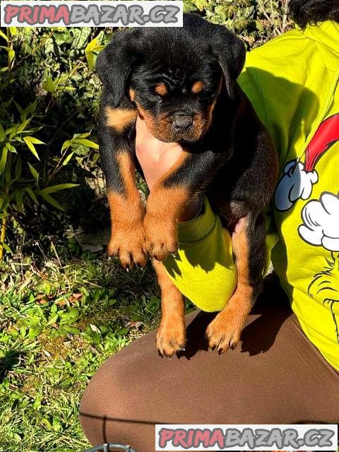 Štěňata rotvajlera