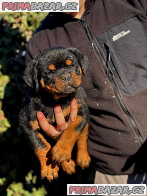 Štěňata rotvajlera