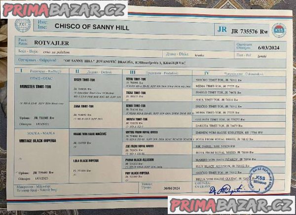 Štěňata rotvajlera