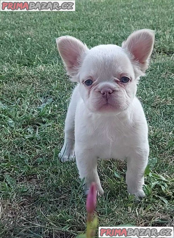 Long-haired French Bulldog puppies Long-haired French Bulldog puppies