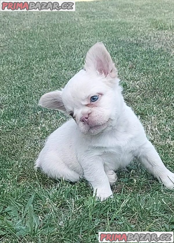 Long-haired French Bulldog puppies Long-haired French Bulldog puppies