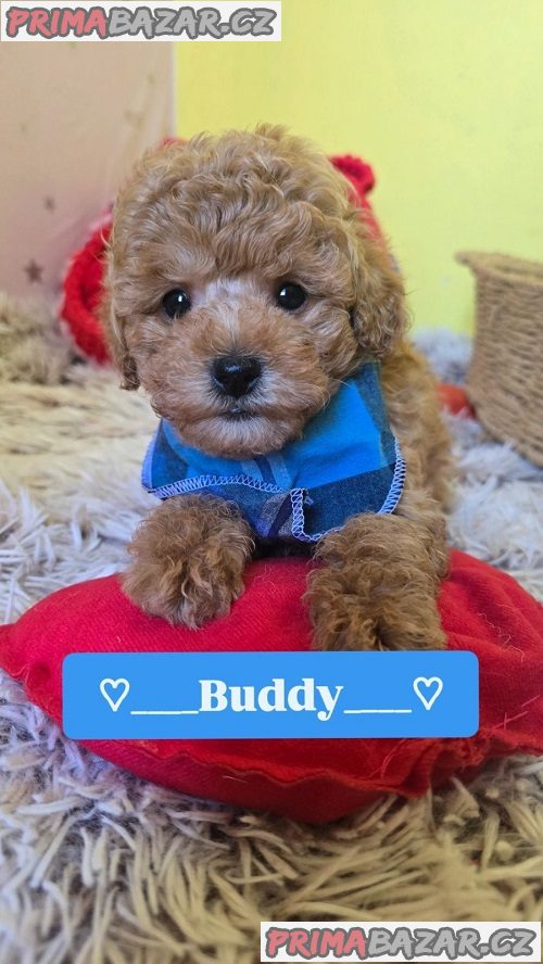 Rozkošná štěňata červeného hračkářského pudla Rozkošná štěňata červeného hračkářského pudla