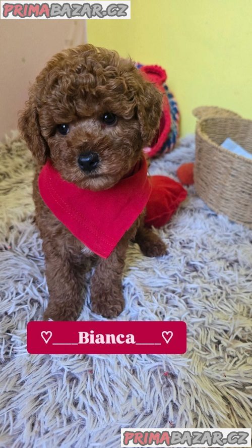 Rozkošná štěňata červeného hračkářského pudla Rozkošná štěňata červeného hračkářského pudla