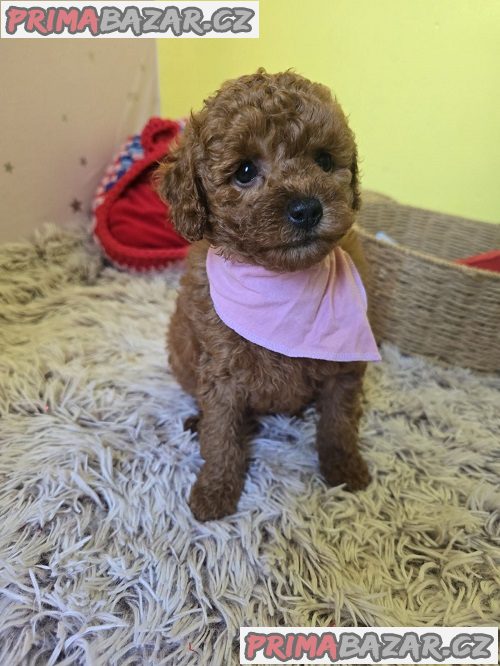 Rozkošná štěňata červeného hračkářského pudla Rozkošná štěňata červeného hračkářského pudla