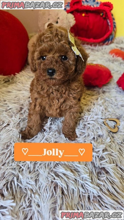 Rozkošná štěňata červeného hračkářského pudla Rozkošná štěňata červeného hračkářského pudla