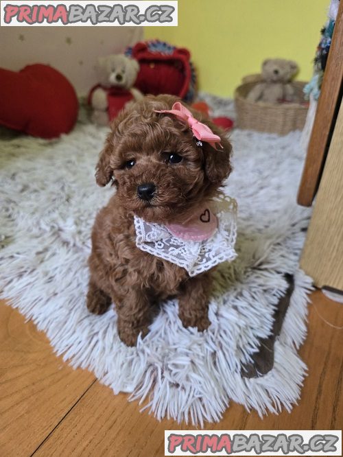 Rozkošná štěňata červeného hračkářského pudla Rozkošná štěňata červeného hračkářského pudla