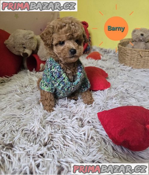 Rozkošná štěňata červeného hračkářského pudla Rozkošná štěňata červeného hračkářského pudla