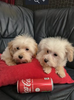 Maltipoo toy puppies