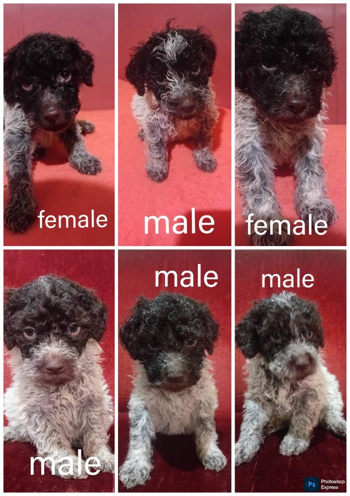 LAGOTTO ROMAGNIOLO puppies