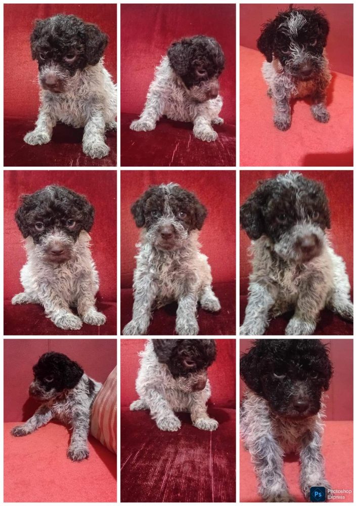 LAGOTTO ROMAGNIOLO puppies