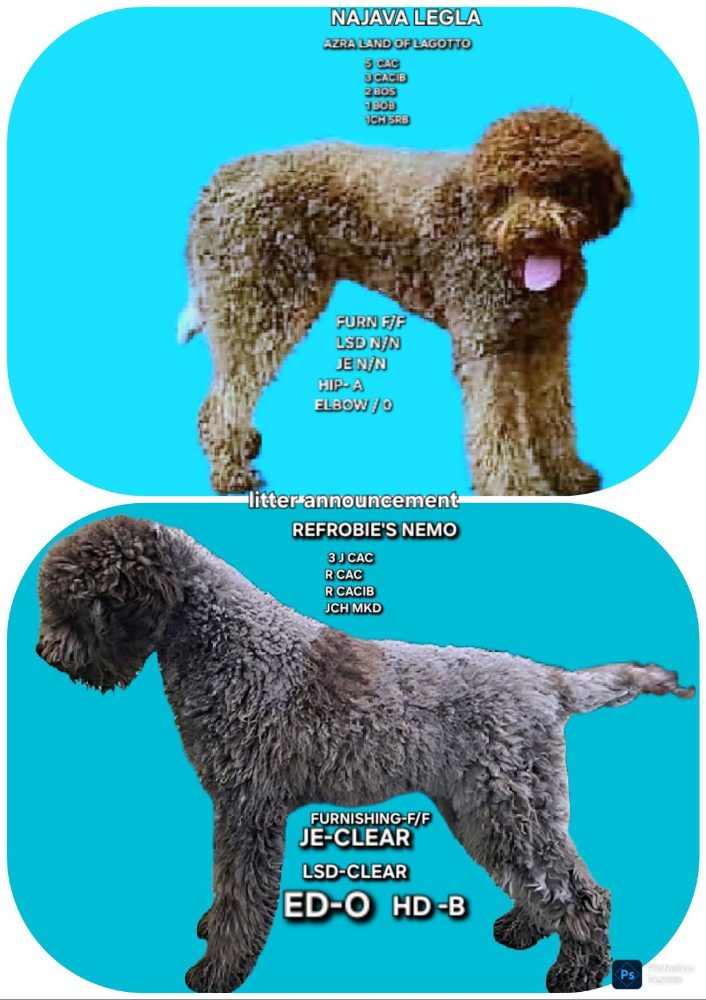 LAGOTTO ROMAGNIOLO puppies