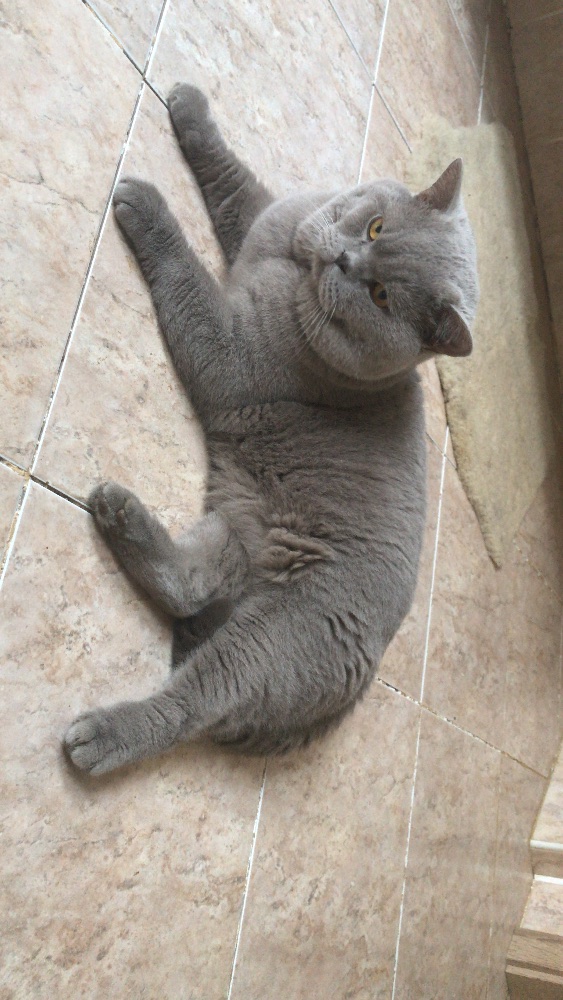 Britský kocourek ke krytí