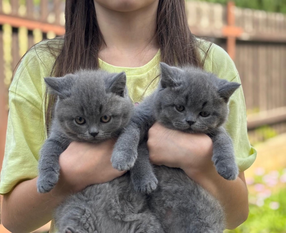 Britský kocourek ke krytí