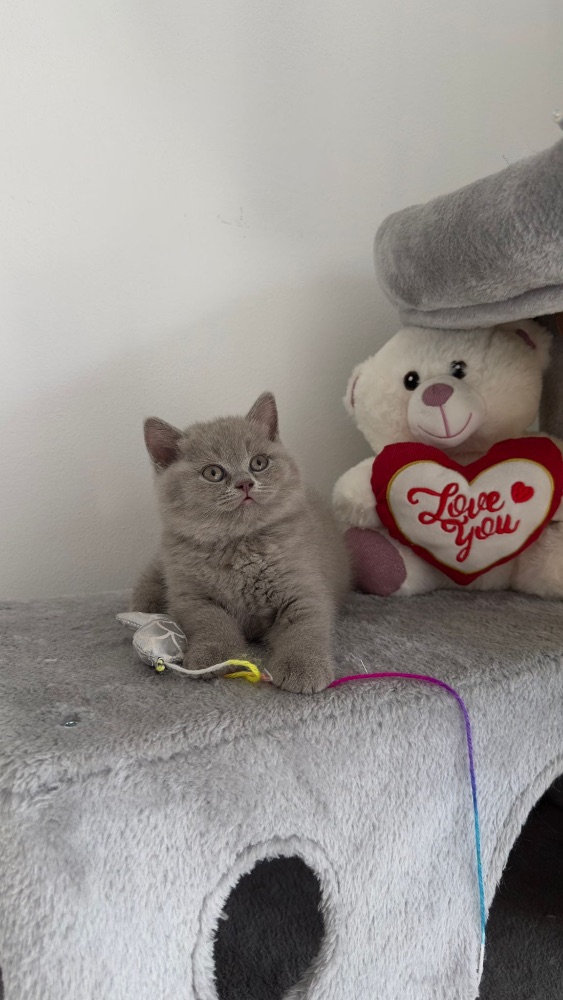 Britský kocourek ke krytí