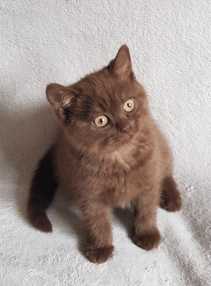 Britský kocourek ke krytí