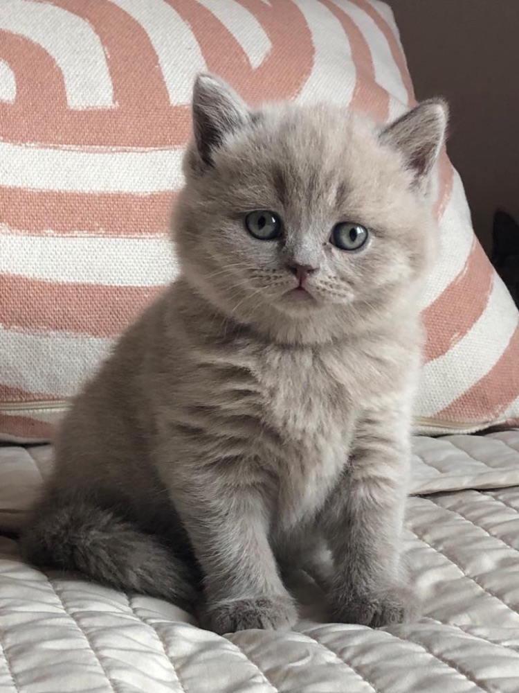 Britský kocourek ke krytí