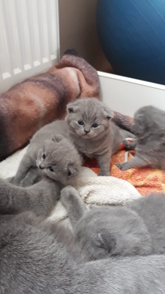 Britský kocourek ke krytí