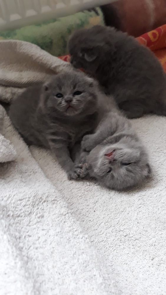 Britský kocourek ke krytí