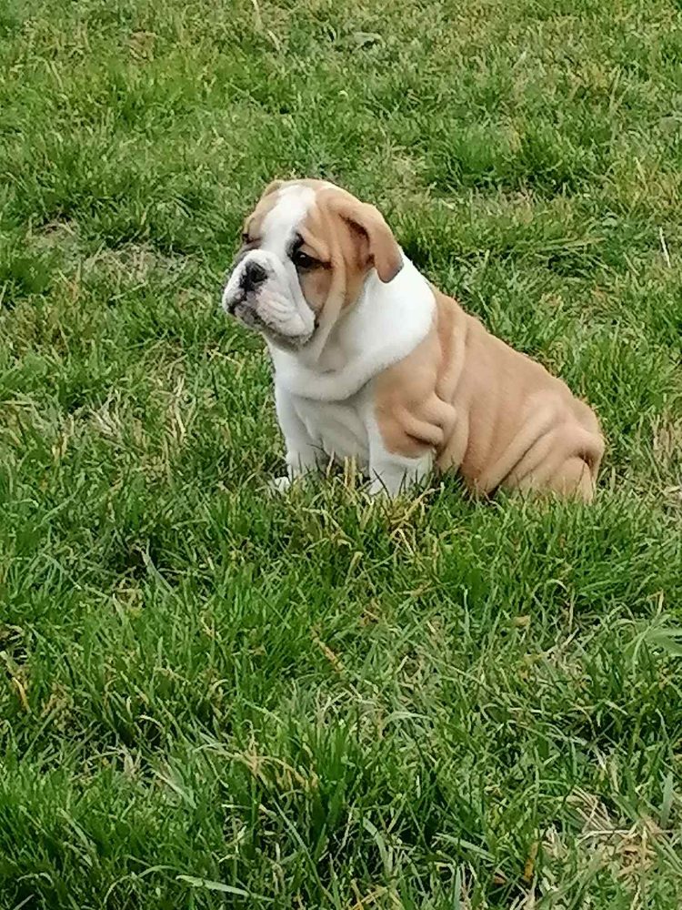 English bulldog puppies