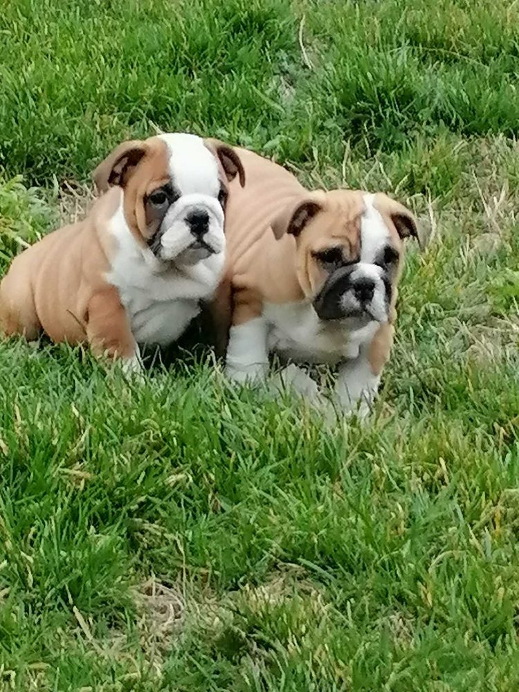 English bulldog puppies