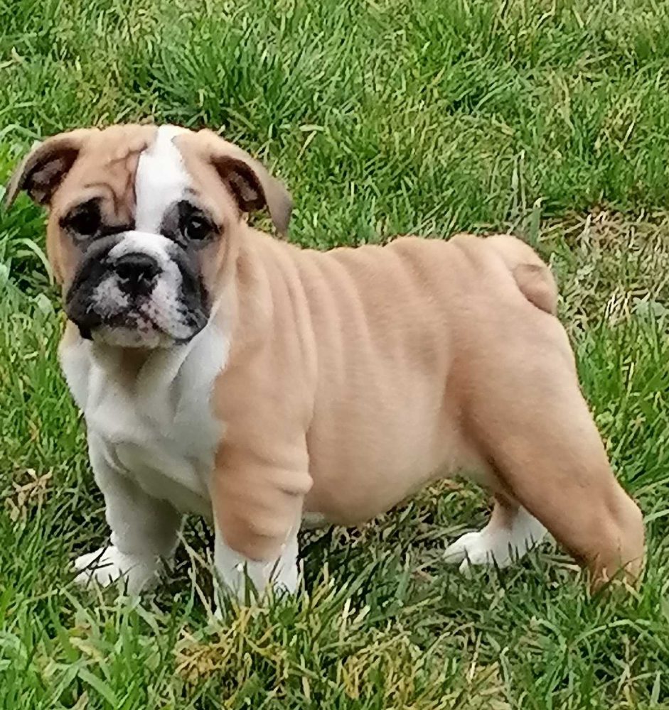 English bulldog puppies
