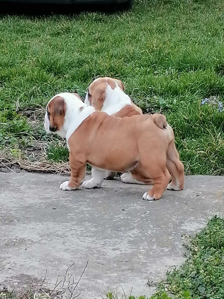 English bulldog puppies