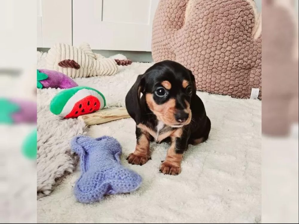 Jezevčík hladkosrstý trpasličí