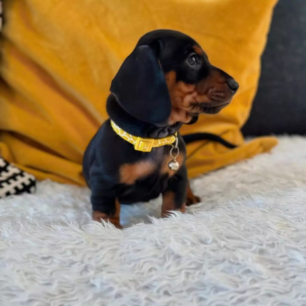 Jezevčík trpasličí hladkosrstý