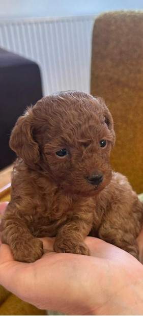 Two female and one male dwarf, dark apricot poodles