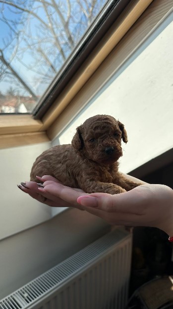 Two female and one male dwarf, dark apricot poodles