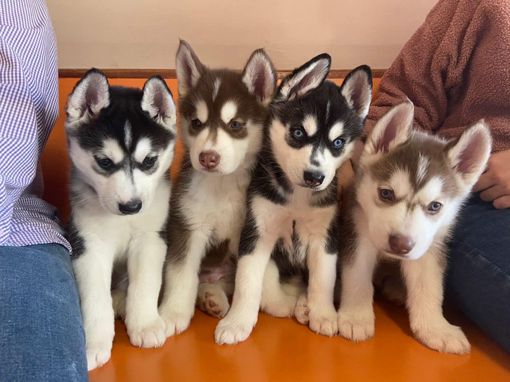 Sibiřský husky štěňata