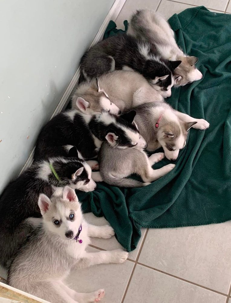 Sibiřský husky štěňata