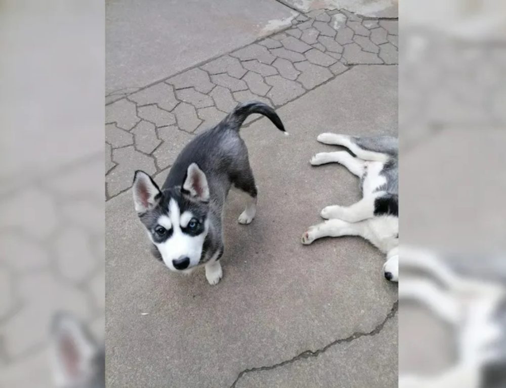 Sibiřský husky štěňata