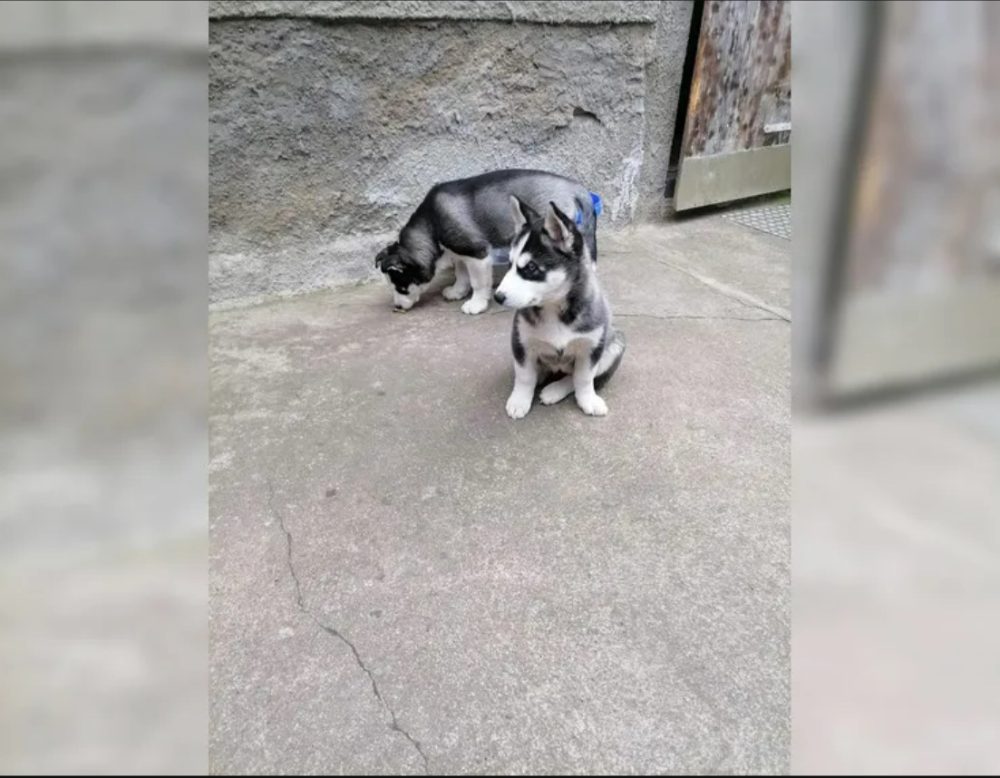 Sibiřský husky štěňata