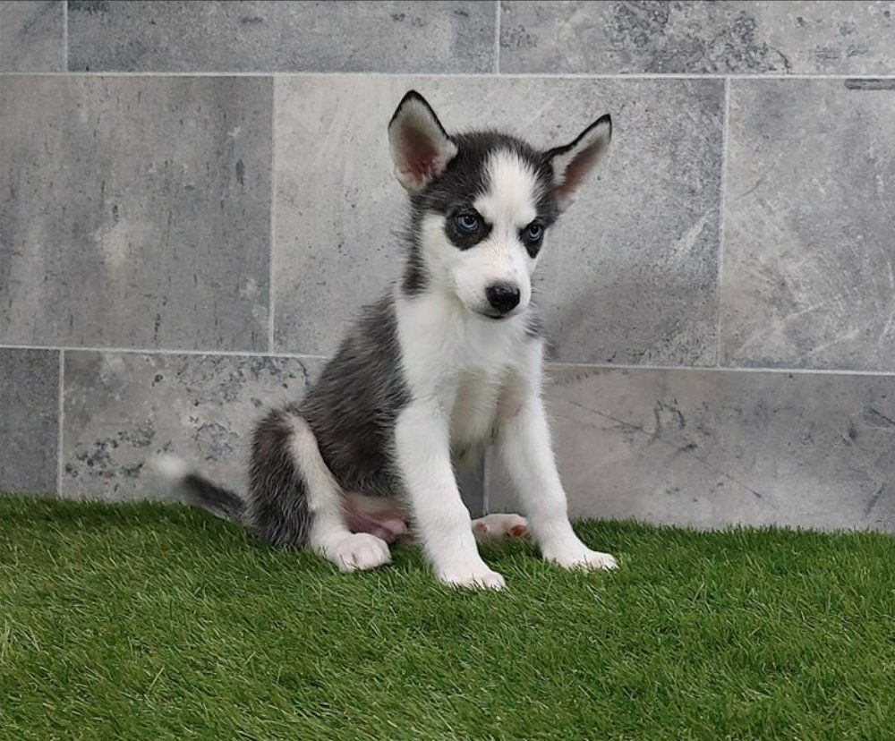 Sibiřský husky s PP -Štěňátka